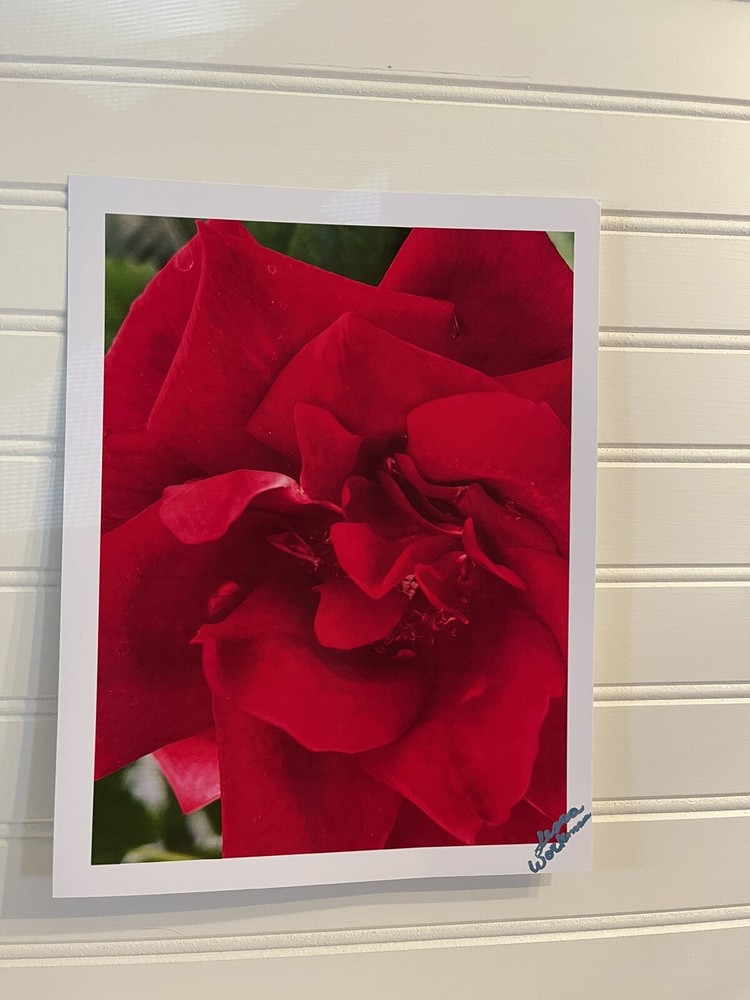 Garden Rose #3 – landscape photograph 8.5×11