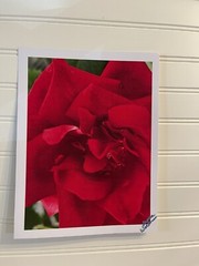 Garden Rose #3 – landscape photograph 8.5×11