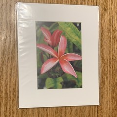 Matted Color Pink Flower Photograph Print – Portrait Floral Nature