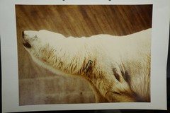 Photo portrait zoo Munich Hellabrunn zoo polar bear picture large format old color