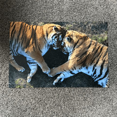 Tiger Love Photography Print 16×24 (2of3)