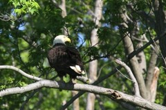 Eagle Photo 1, Pick One Image – Various Sizes