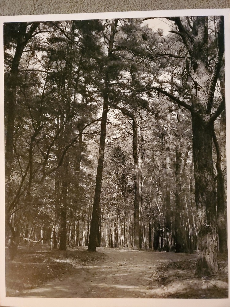 TALL TREES FOREST ORIGINAL SIGNED ART PHOTO B&W STETTNER VTG MATTE NJ CAMERA