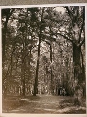 TALL TREES FOREST ORIGINAL SIGNED ART PHOTO B&W STETTNER VTG MATTE NJ CAMERA