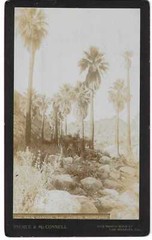 Charles C Pierce, Abarim E McConnell / Palm Canyon San Jacinto Mountains 1893