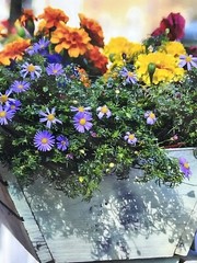 Floral Photography Picture Art by Lynn Jordan «The Flower Box & a Picket Fence»