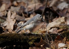 Original ACEO photo fine art print 2.5×3.5″ TUFTED TITMOUSE IN THE WOODS bird