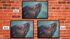 Sea Lion Headshot, High Resolution Image, Many Formats, TV Art