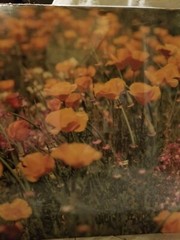 VTG Photograph in Plastic of a Field of California Poppies by Walter Arrufat R