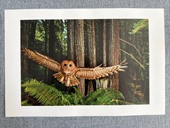 Northern Spotted Owl Wildlife Photo By Michael Nichols. National Geographic
