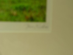 MATTED PHOTOGRAPHY Young Bison By Dom Martino 20x16in Color Landscape