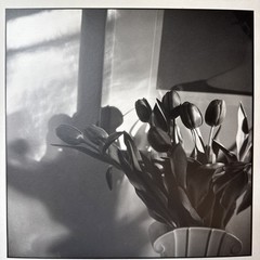 Bruce Cratsley “New Jersey Tulips” Photograph Signed Titled Dated 1985