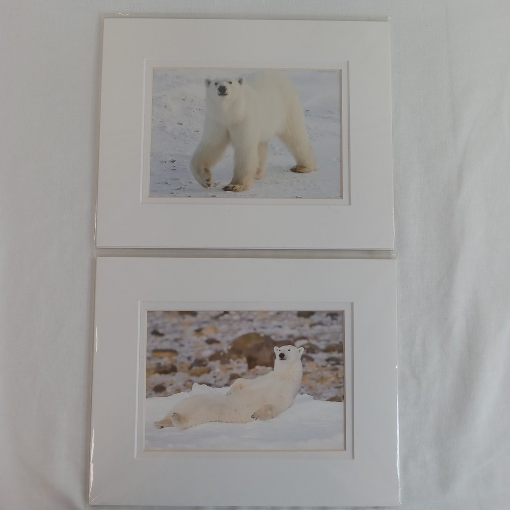 Polar Bear Photography Prints Set of 2 Matted Wildlife Art Photos Mike Johnson