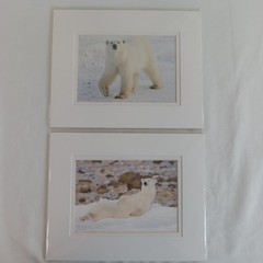 Polar Bear Photography Prints Set of 2 Matted Wildlife Art Photos Mike Johnson