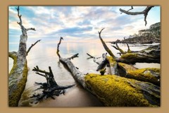 Boneyard Beach, Big Talbot Island, Florida Driftwood Décor, Coastal Photography