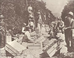 ORANGE GROVE Southern Calif FARM WORKERS Circa 1900 Photo Print 905 11″ x 14″
