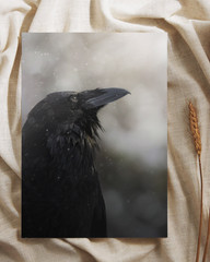 Wild Raven Fine Art Wildlife Photography Print (Unframed)