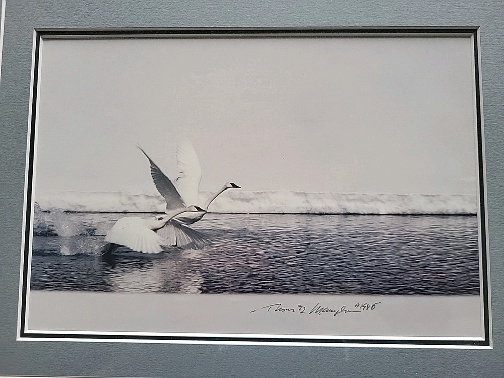 Thomas D. Mangelsen Signed Wintering Trumpeter Swans Framed Photograph Print