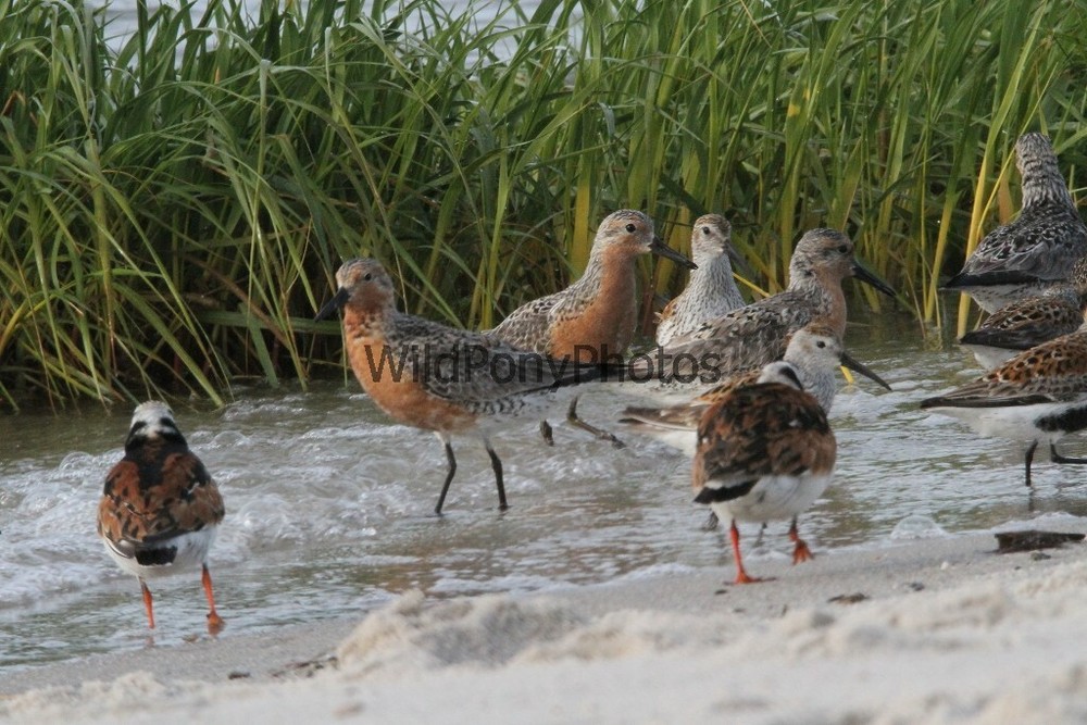 Red Knot Photo, Pick One Image – Various Sizes