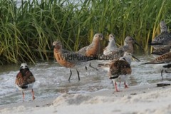 Red Knot Photo, Pick One Image – Various Sizes