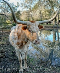 14×11 Longhorn Cow Canvas Texture on Styrene Board Photograph Wall Print Art