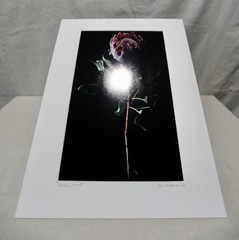 Original Photography Art Print «Protea»