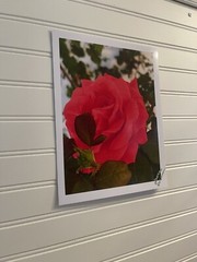 Garden Rose #10 – landscape photograph 8.5×11