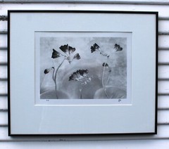 HUNTINGTON WITHERILL SIGNED 1991 Freesias Special Edition Collection #26 Framed