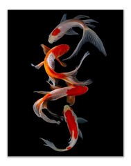 Crystal Canvas Prints Koi Fish Photography Prints – Set of 4 (11×14) Inches G…