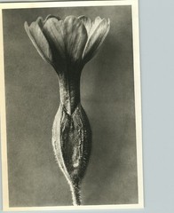 1942 Original BOTANICAL PLANT Cowslip Flower Photo Art KARL BLOSSFELDT