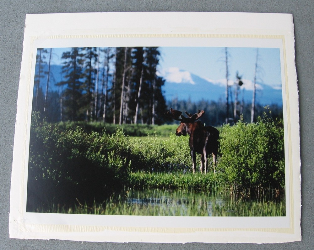 2003 limited Photograph Yellowstone Bull Moose, David Whitten # 2 of 250, 26×19″