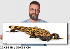 Reptilian Royalty: Gila Monster Wall Art Metal Acrylic Print Reptile Photography