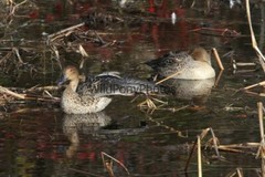 Pintails Photo 1, Pick One Image – Various Sizes