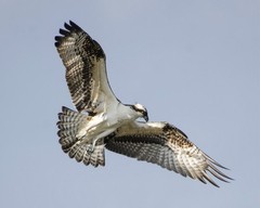 Osprey Wild Bird 8″x10″ Photograph 8×10 Print #2