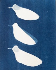 Cyanotype Botanical Print | Handmade Blue Photographic Art | 15×20 cm