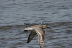 Red Knot Photo, Pick One Image – Various Sizes