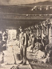 ANTIQUE AGRICULTURAL SHEARING SHEEP.SOUTH WALES, AUSTRALIA. TONED SILVER PRINT.