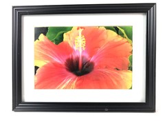 HIBISCUS II, 4×6 » MATTED AND FRAMED PRINT, READY TO HANG, GREAT FOR GIFTGIVING