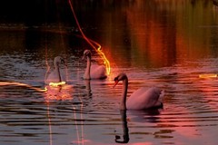 «Condensation» 12»x18» Swans Nature Photographic Print Photomontage