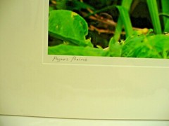 MATTED PHOTOGRAPHY Butterfly Garden in Paynes Prairie By Dom Martino 20x16in