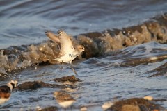 Sanderling in Flight 2 Photo – Various Sizes