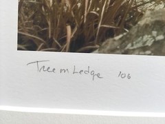 BRUCE BLUM SIGNED SEPIA Photo Print (19″X 24 «)-«Tree on Ledge»