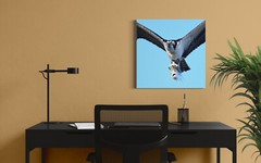 20 x 20 metal print of an osprey with its terrified fish