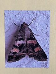 Insect wall Art photograph- Moth 8.5×11