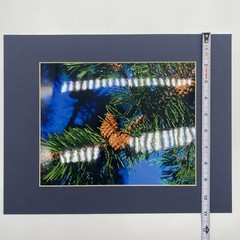 Matted Pine Tree Photo Print 11 X 14 Wall Art Gallery Decor