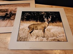 Tom Browning Signed Wildlife Photos Set Of 3 Matted No Frames
