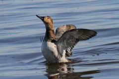 Canvasback Photo, Pick One Image – Various Sizes