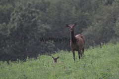 Elk Photo, Pick One Image – Various Sizes