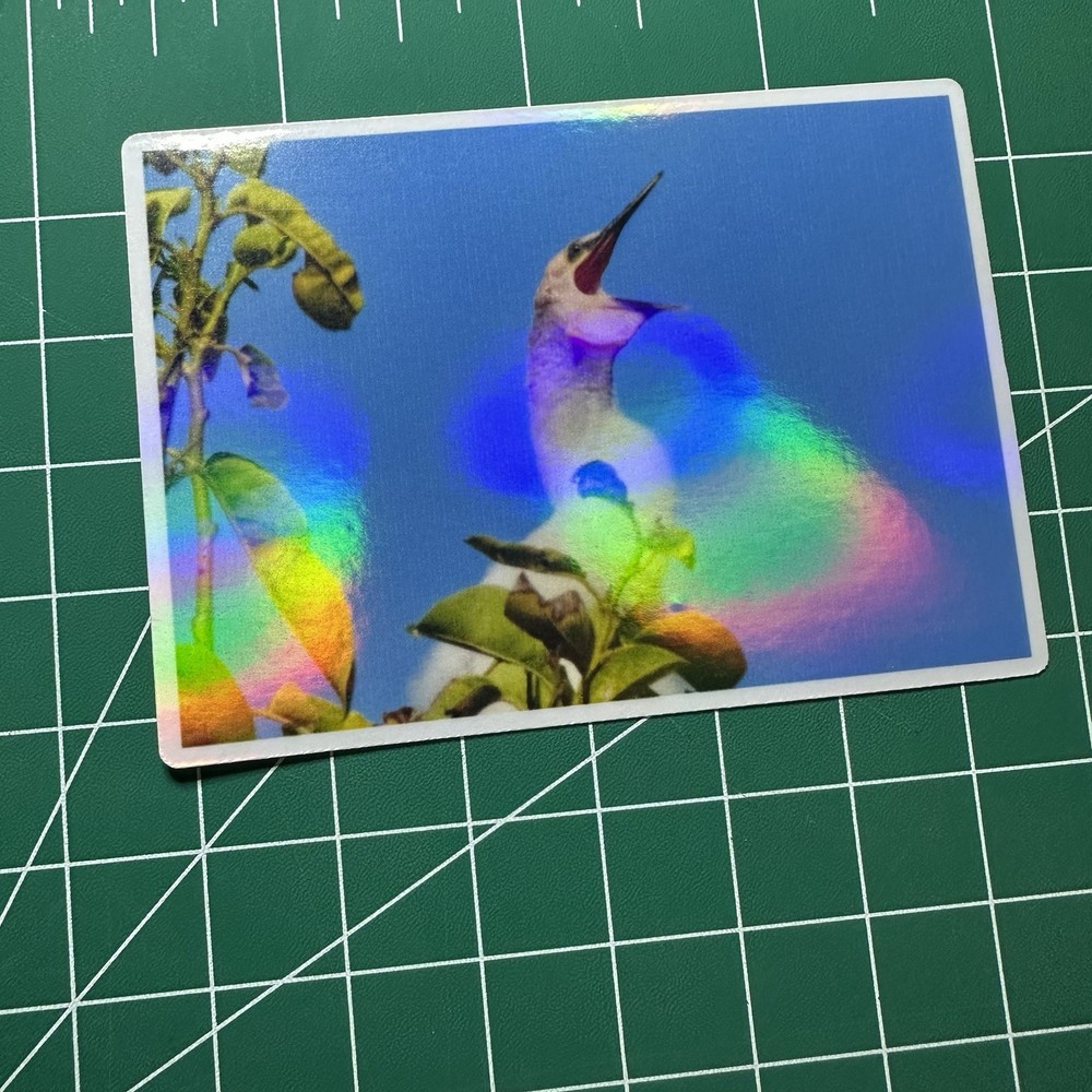 ACEO Photo Print Card 2.5×3.5″ Baby Anhinga, Holographic Laminated