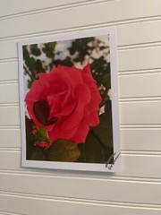 Garden Rose #10 – landscape photograph 8.5×11